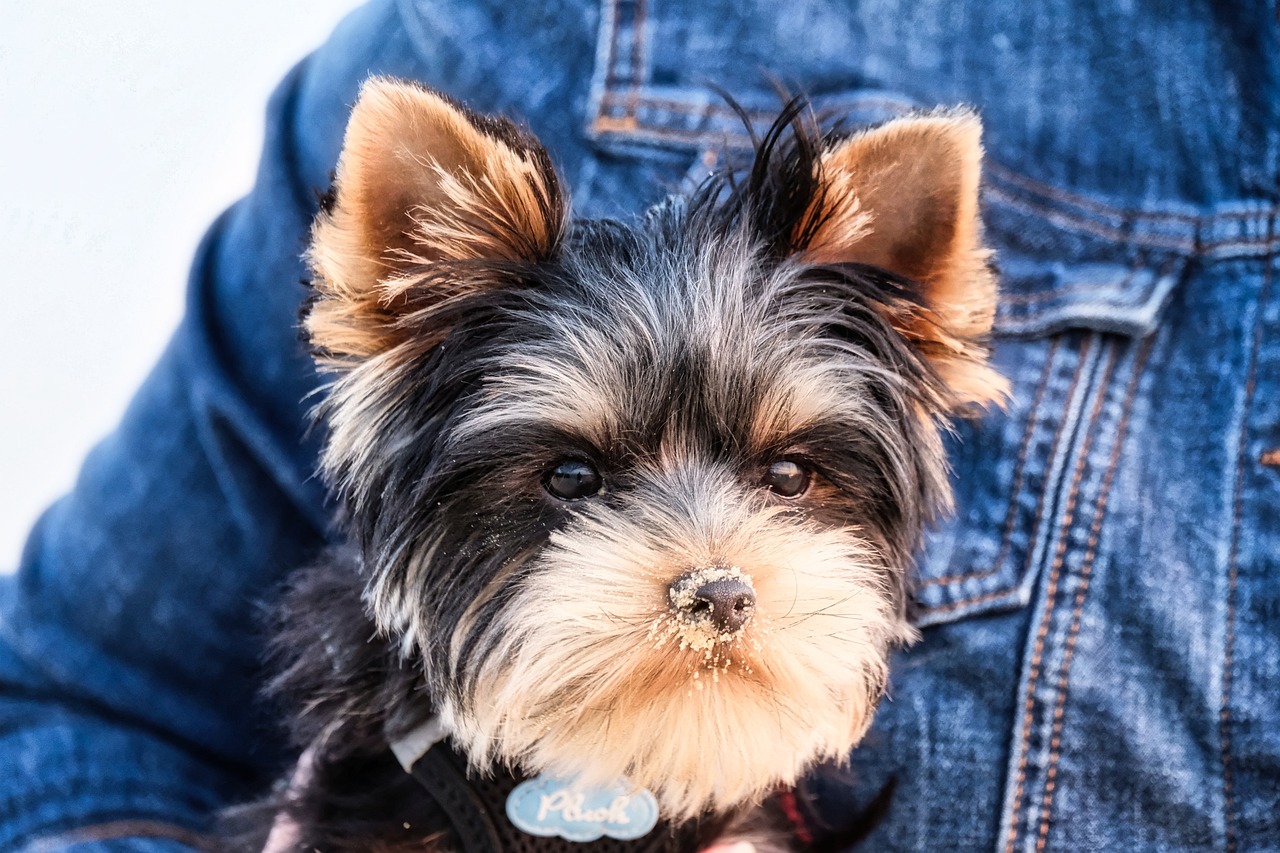 yorkshire terrier, yorkie, dog