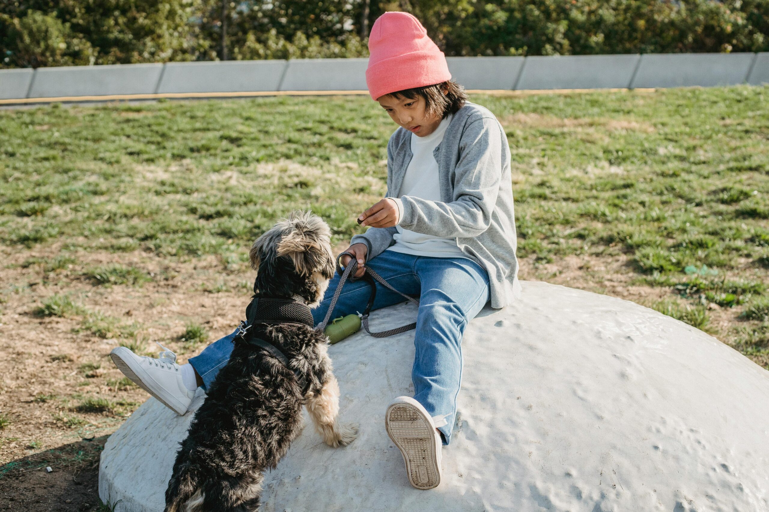 Attentive ethnic child in casual clothes taming Yorkshire Terrier on leash in city on sunny day